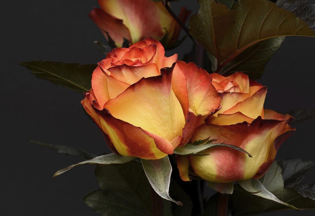 Rose Meaning And Rose Symbolism On Whats Your Sign