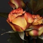 symbolic rose meaning