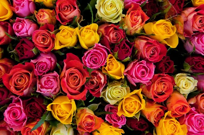 symbolic rose flower meanings
