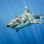 shark tattoo ideas and shark meaning