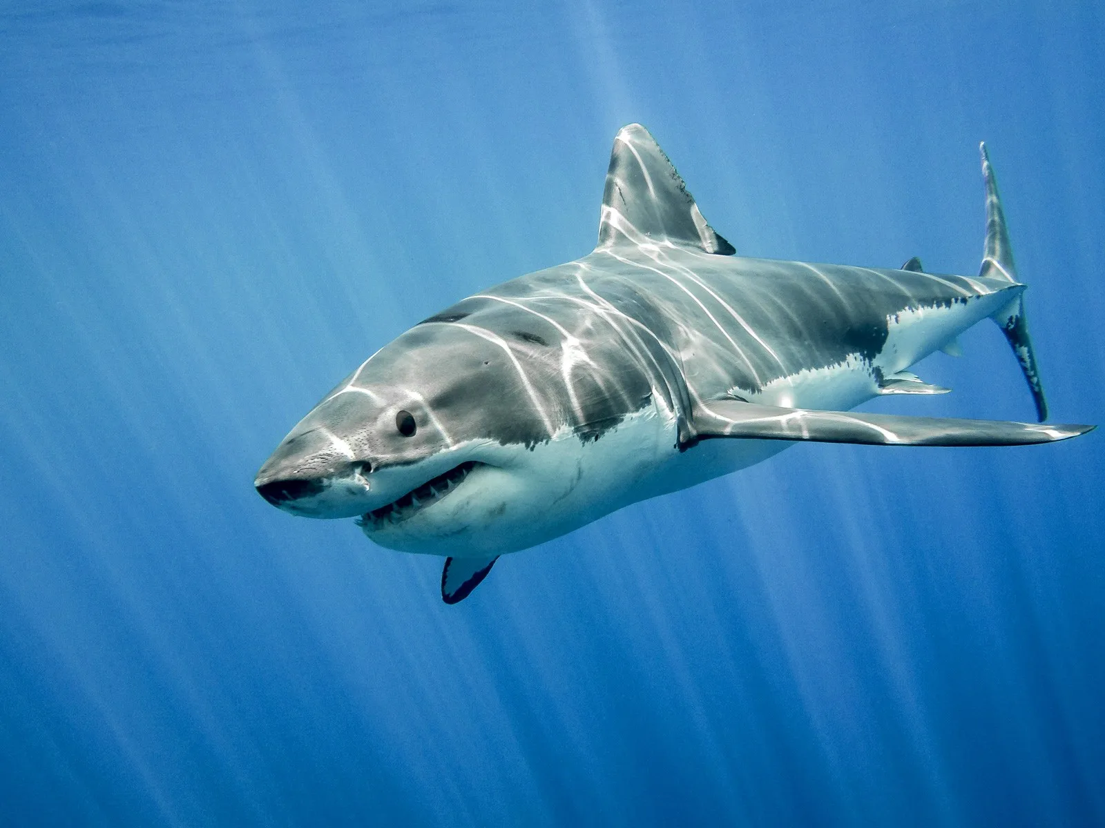 shark tattoo ideas and shark meaning
