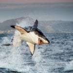 shark totem meaning and shark symbolism