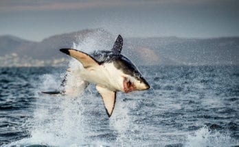 shark totem meaning and shark symbolism
