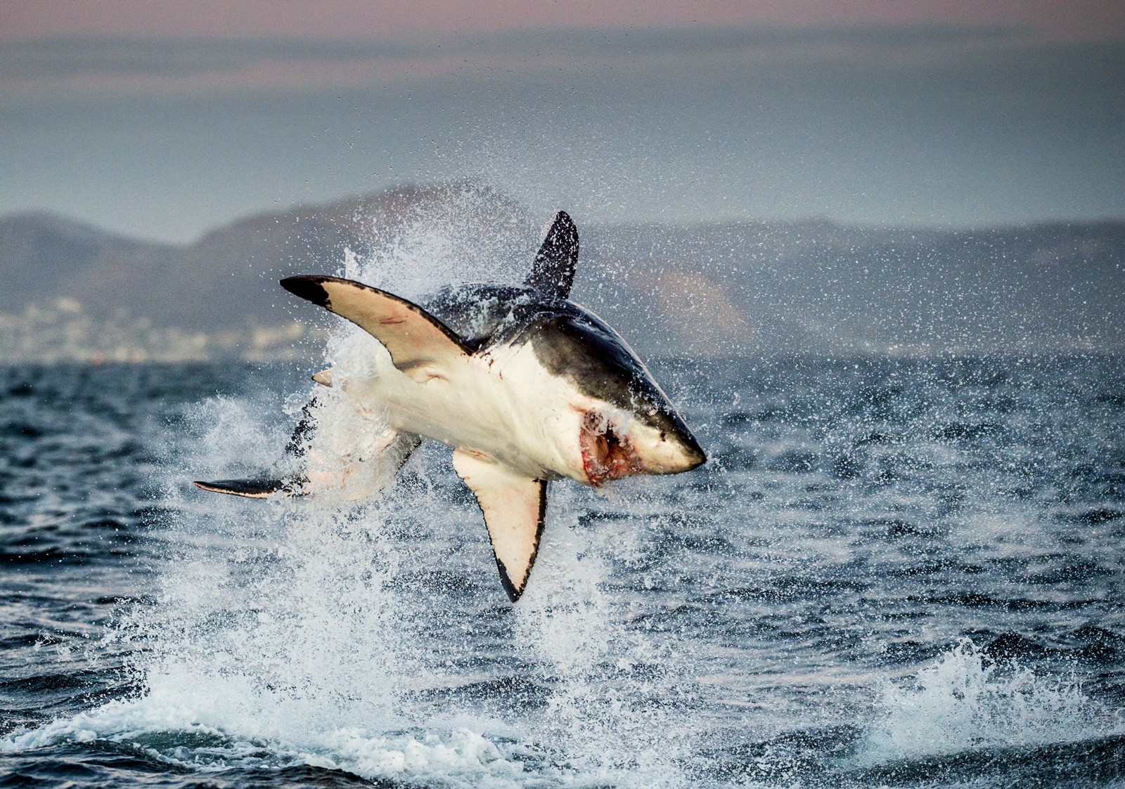 Shark Totem and Symbolism