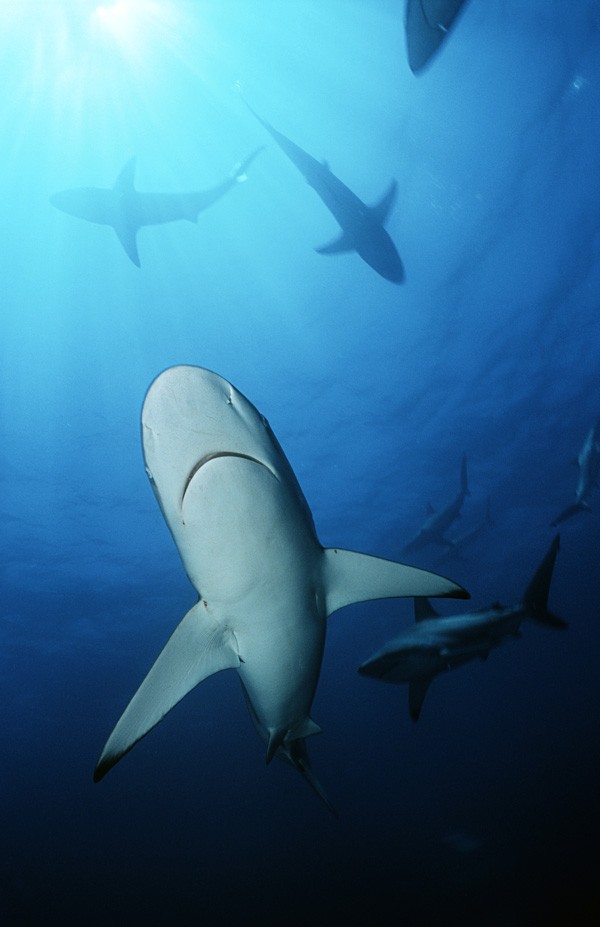 shark totem meanings