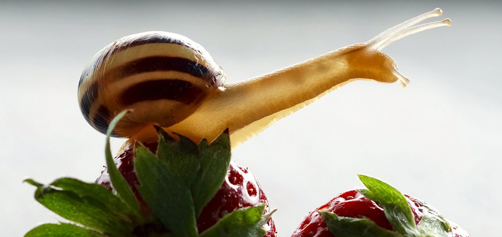Symbolic Snail Meaning and Understanding Snails on WhatsYourSign