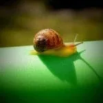snail tattoo meaning