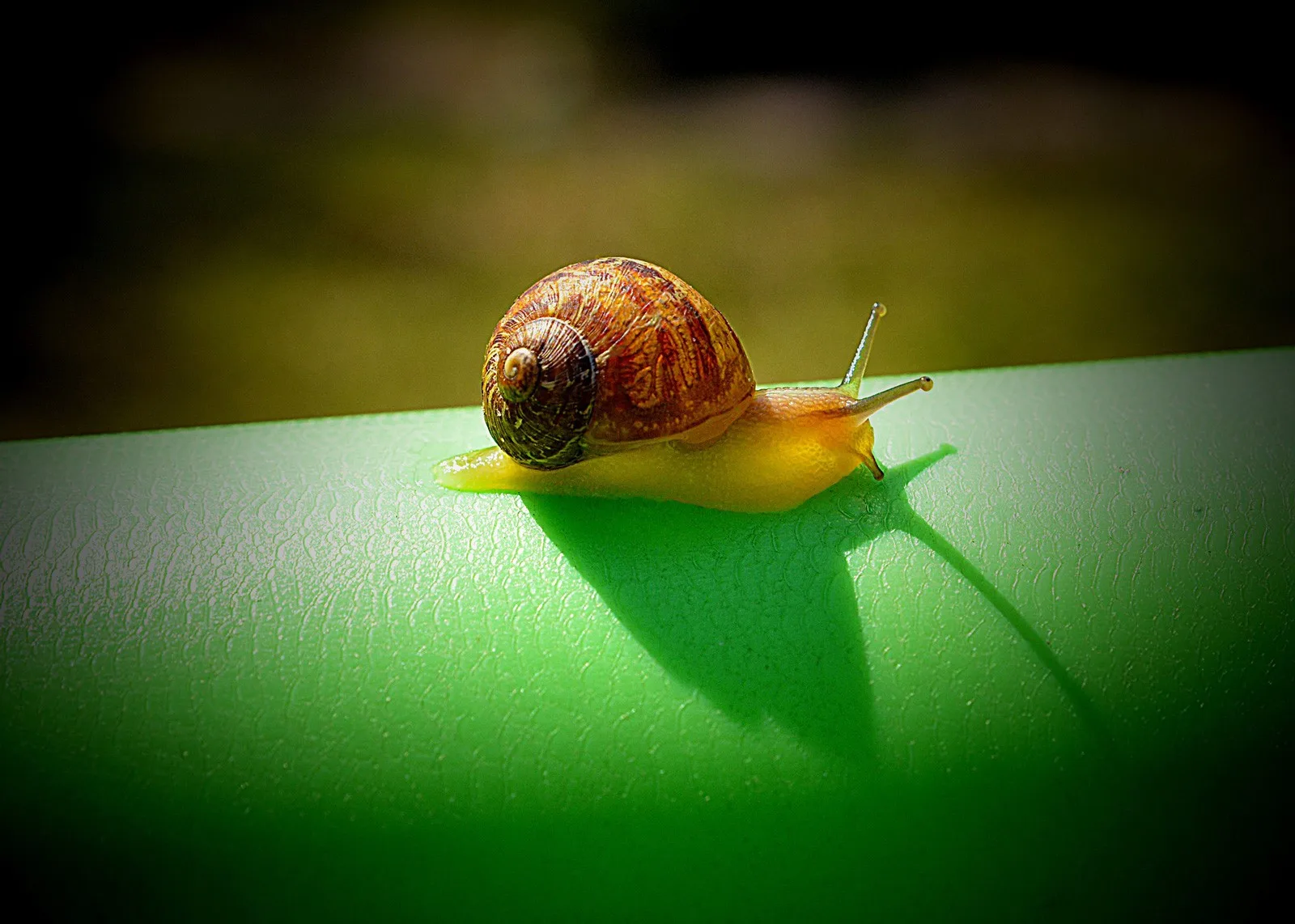Snail Meaning and Snail Tattoo Ideas