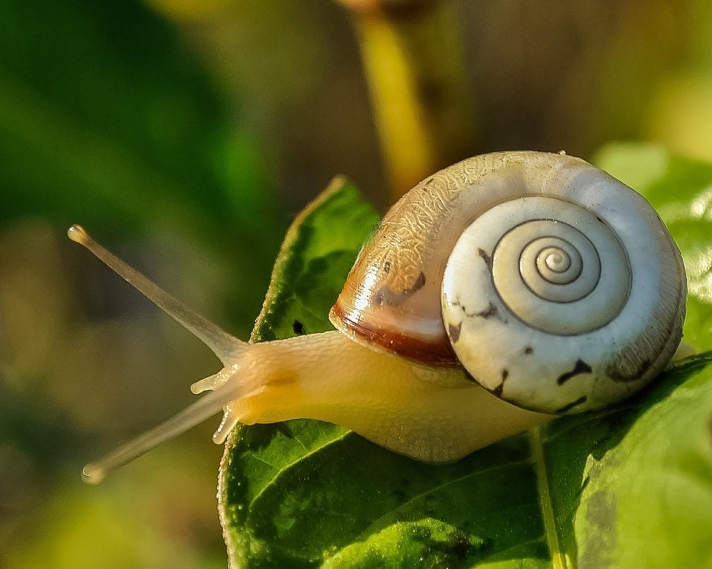 snail tattoo meaning