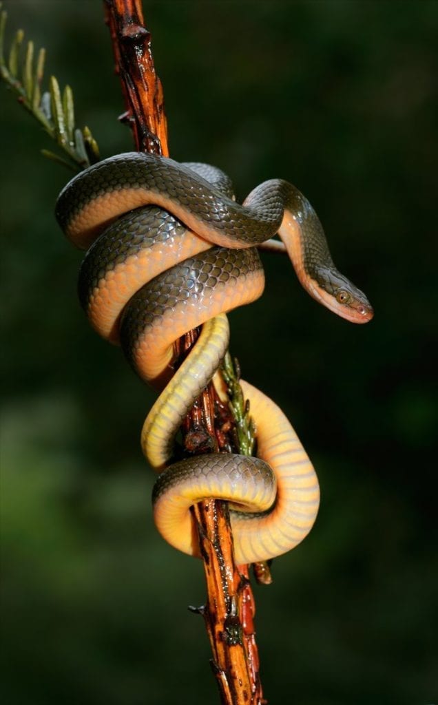 snake symbolic meaning