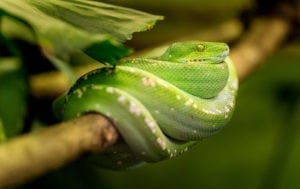 snake meaning and snake tattoo ideas