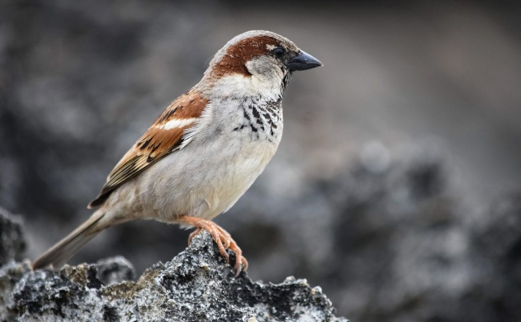Sparrow Meaning
