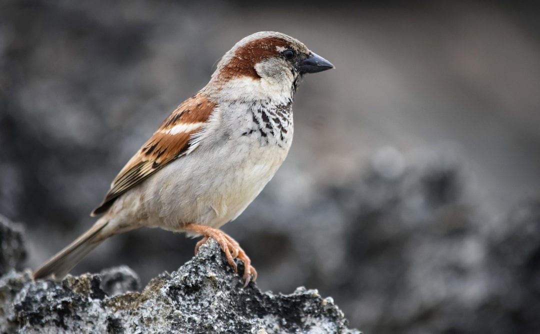Sparrow Meaning and Sparrow Symbolism on WhatsYourSign