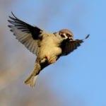 sparrow meaning