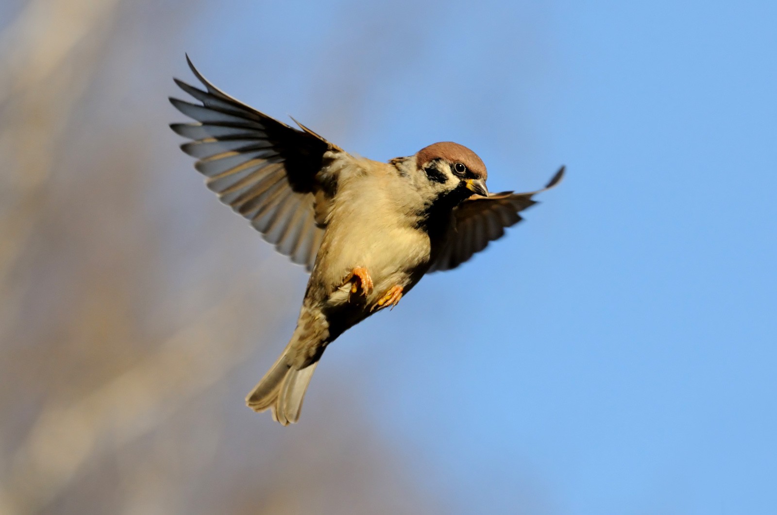 sparrow meaning