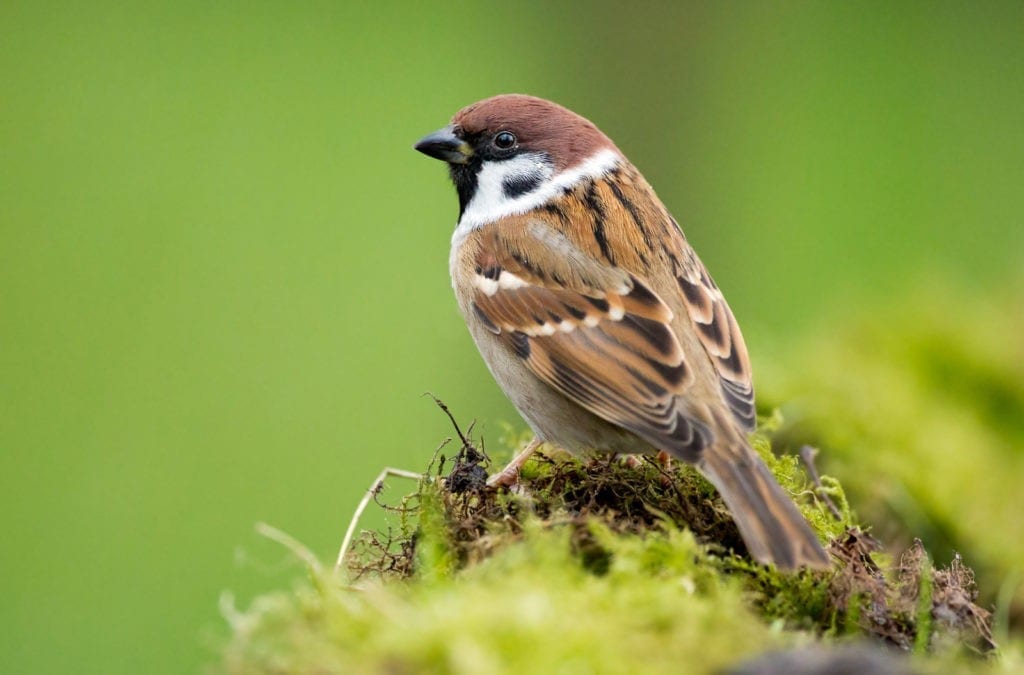 sparrow meaning