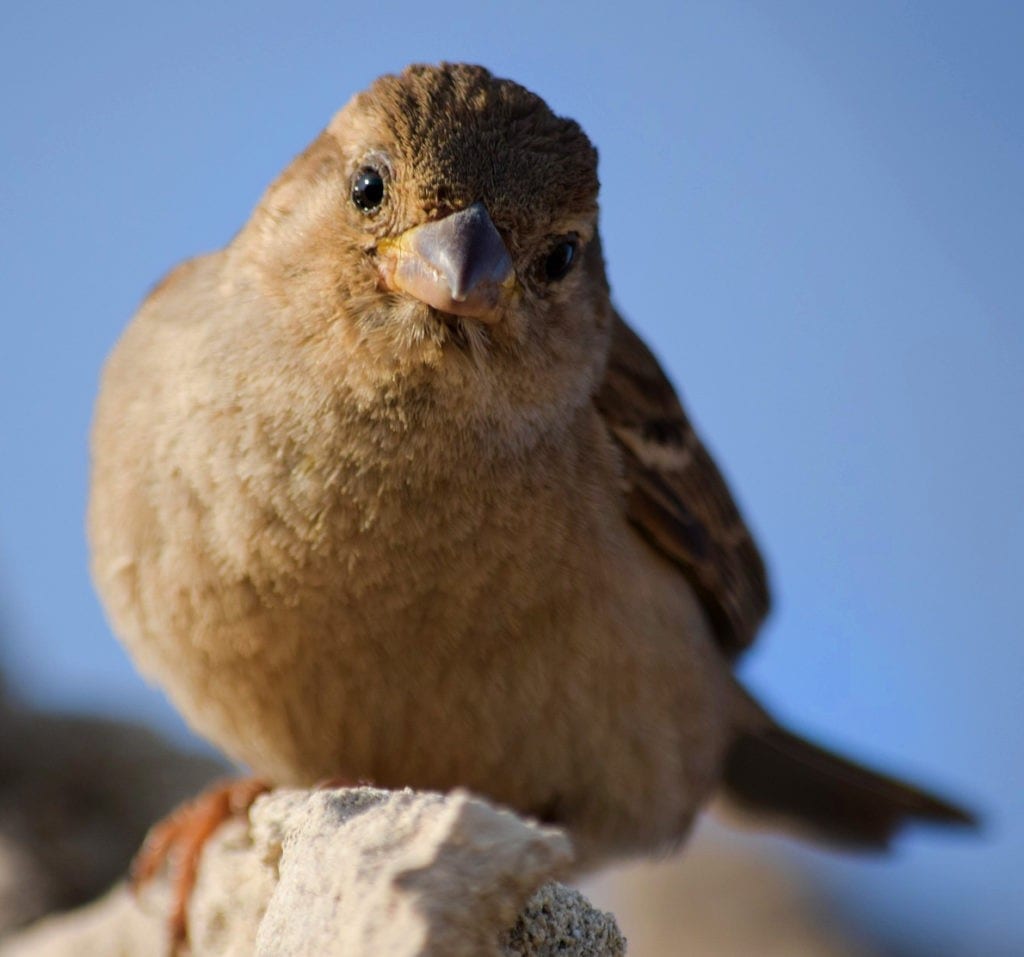 Sparrow Meaning