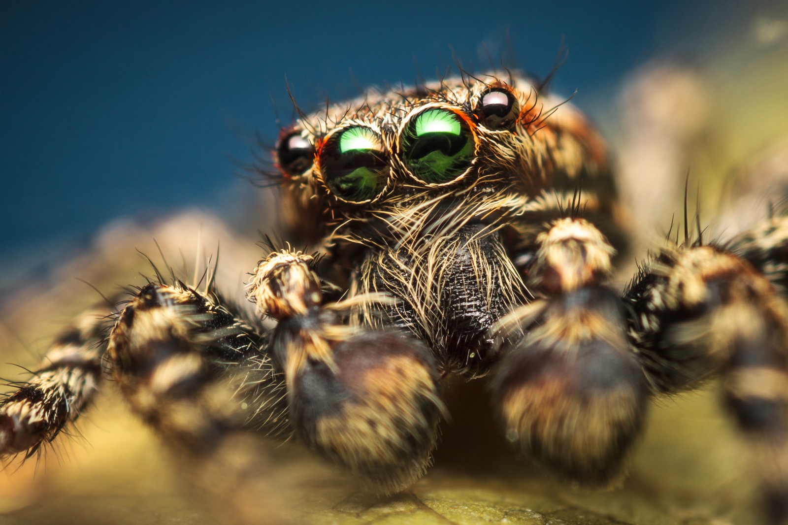 Spider Symbol Meaning Spinning Spider Symbolism On Whats Your Sign