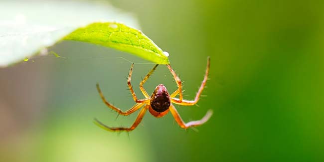 spider symbol meaning