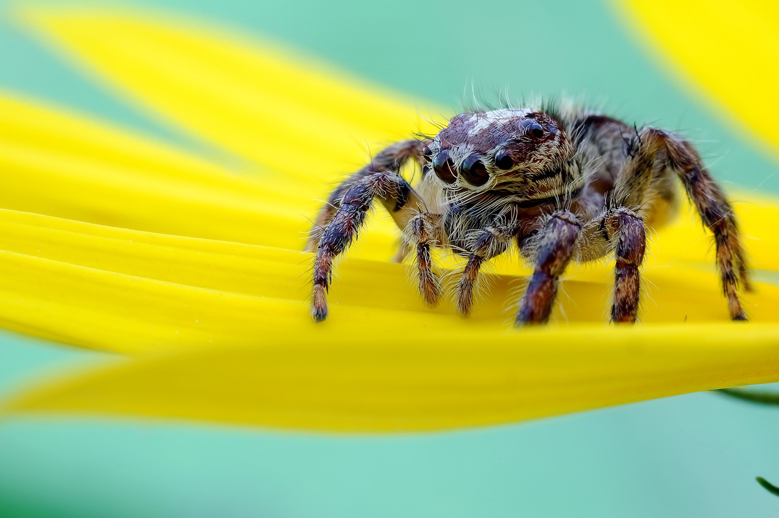 Spider Tattoo Meanings