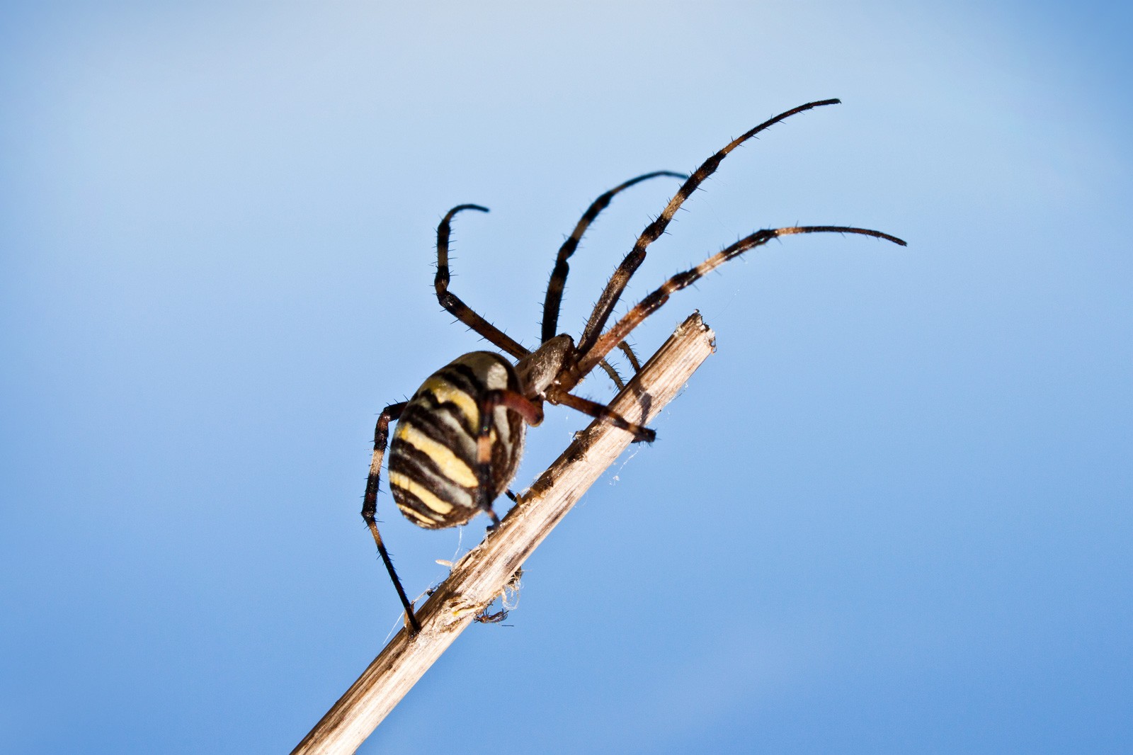 Spider Symbol Meaning