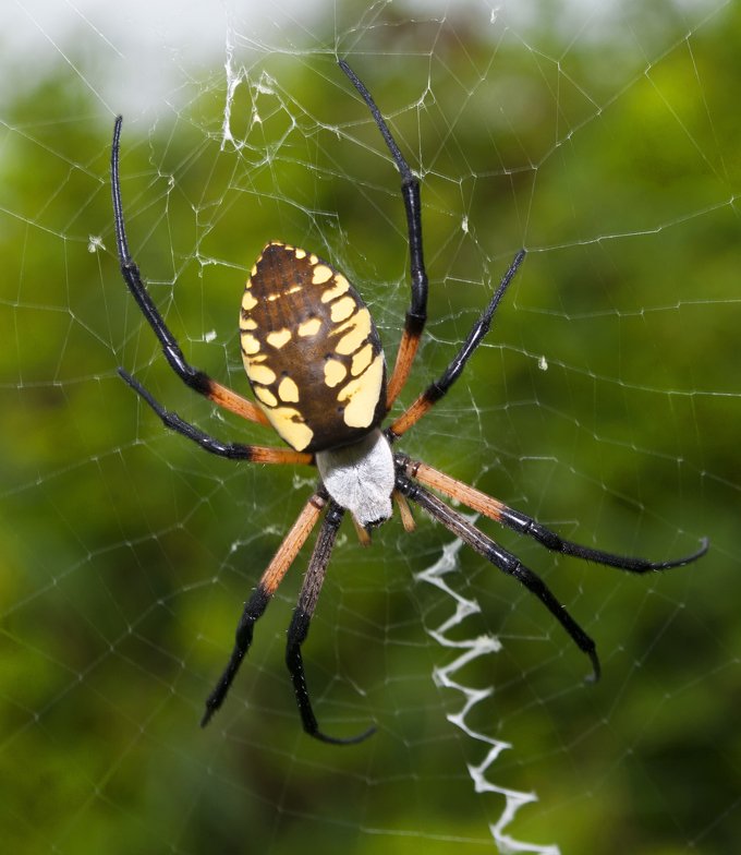 symbolic spider meaning