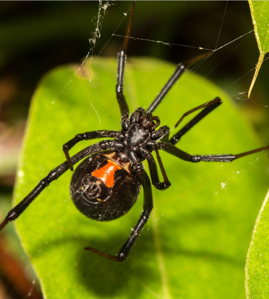 symbolic spider meaning