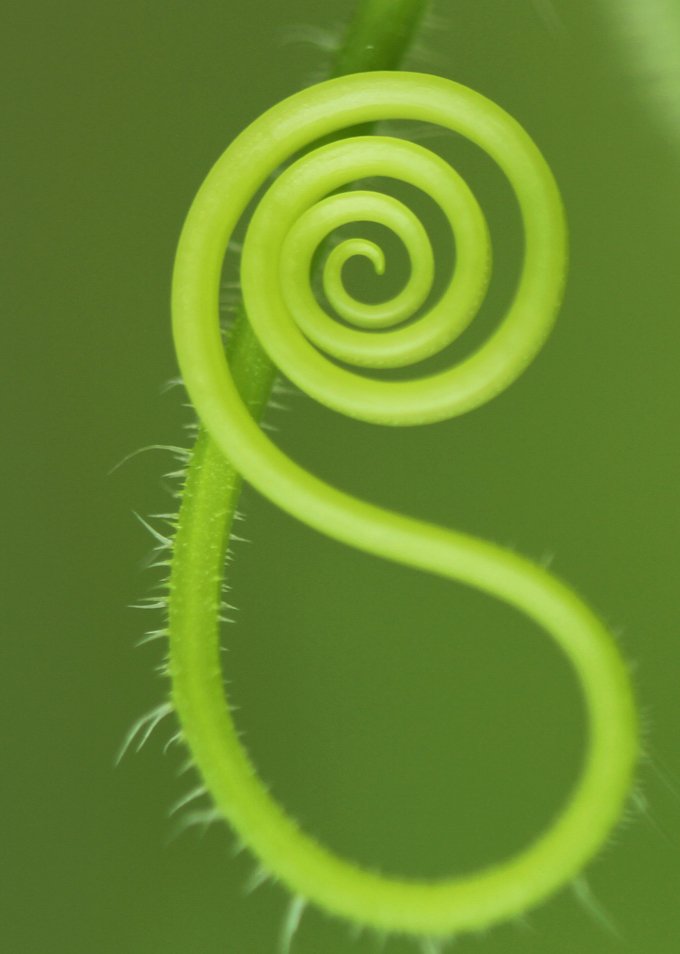 spiral meaning
