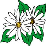 daisies as solstice symbols