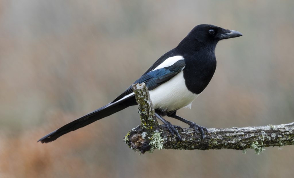Symbolic Magpie Meaning