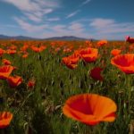 Poppy Symbolism and Symbolic Meaning of Poppies