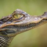 alligator meaning and crocodile meaning