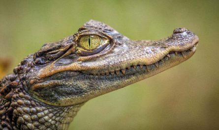 alligator meaning and crocodile meaning