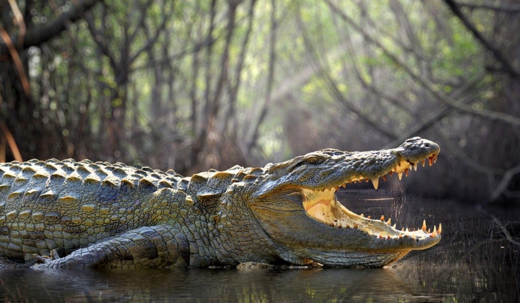 Alligator Meaning and Crocodile Meaning