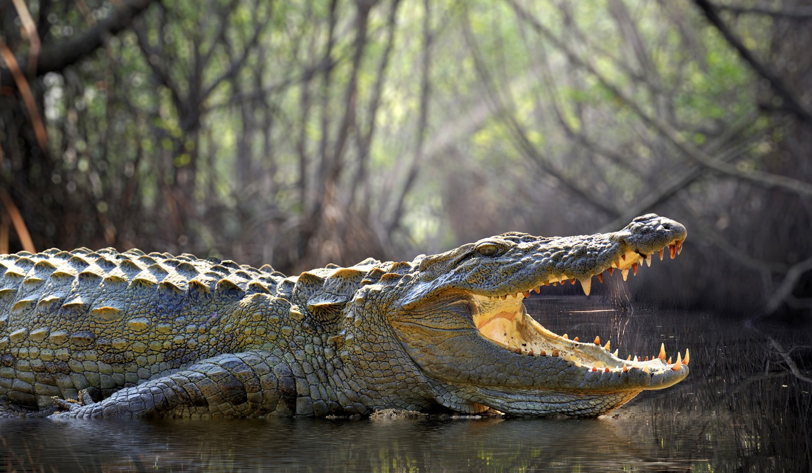 Symbolic Alligator Meaning and Crocodile Meaning on Whats-Your-Sign