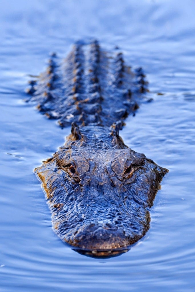 Alligator Crocodile Meaning