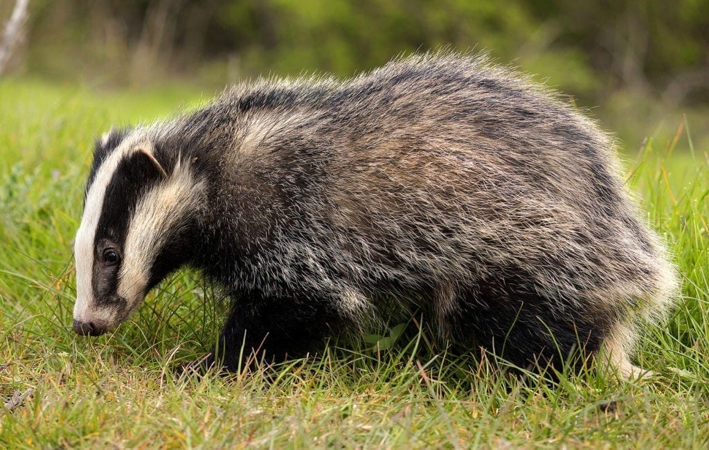 Badger Animal Symbolism