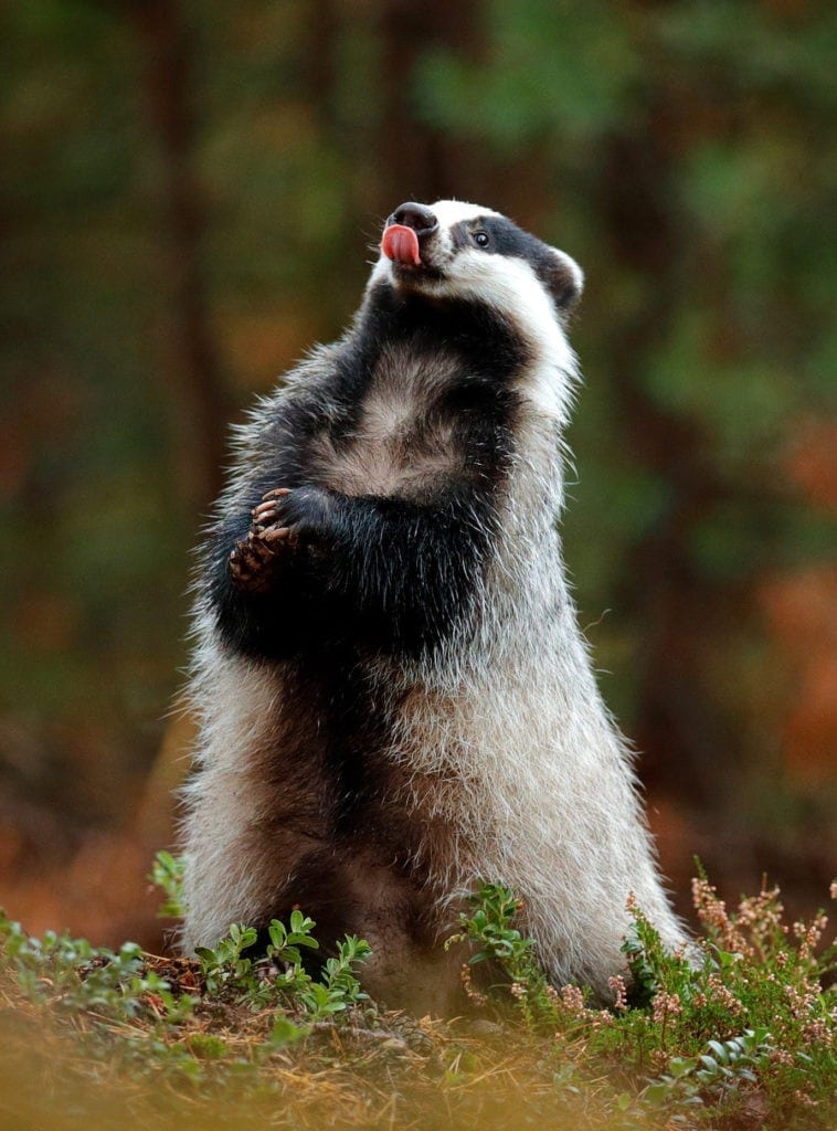 Badger Meaning
