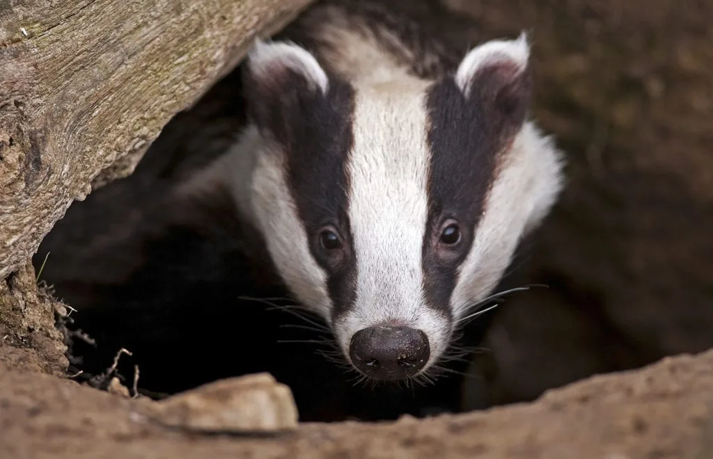 Badger Tattoo Ideas