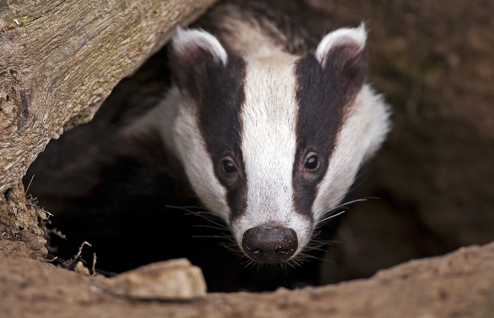 Symbolic Badger Meaning for Tattoo Ideas