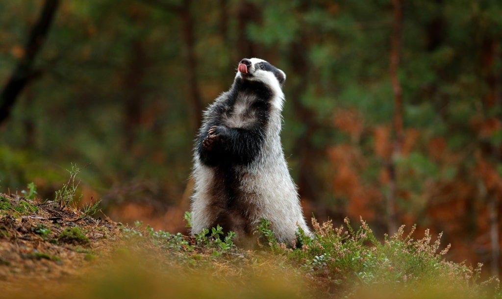 Badger Meaning