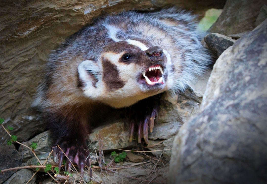 Symbolic Badger Meaning for Tattoo Ideas on WhatsYourSign