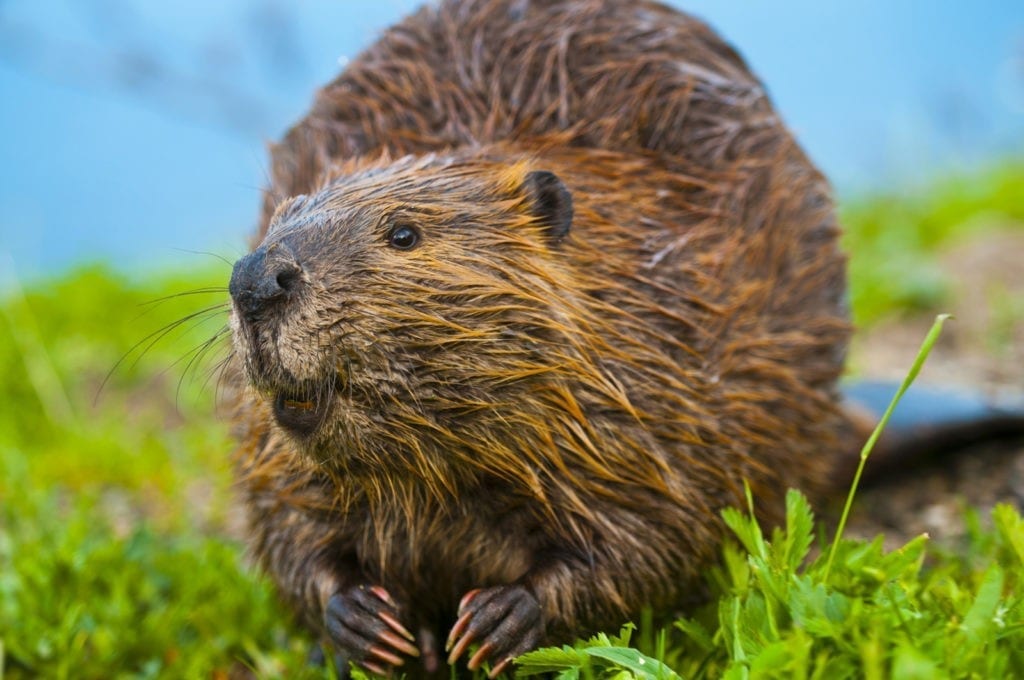 Beaver Meaning