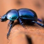 Symbolic Beetle Meaning