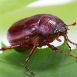 beetle meaning