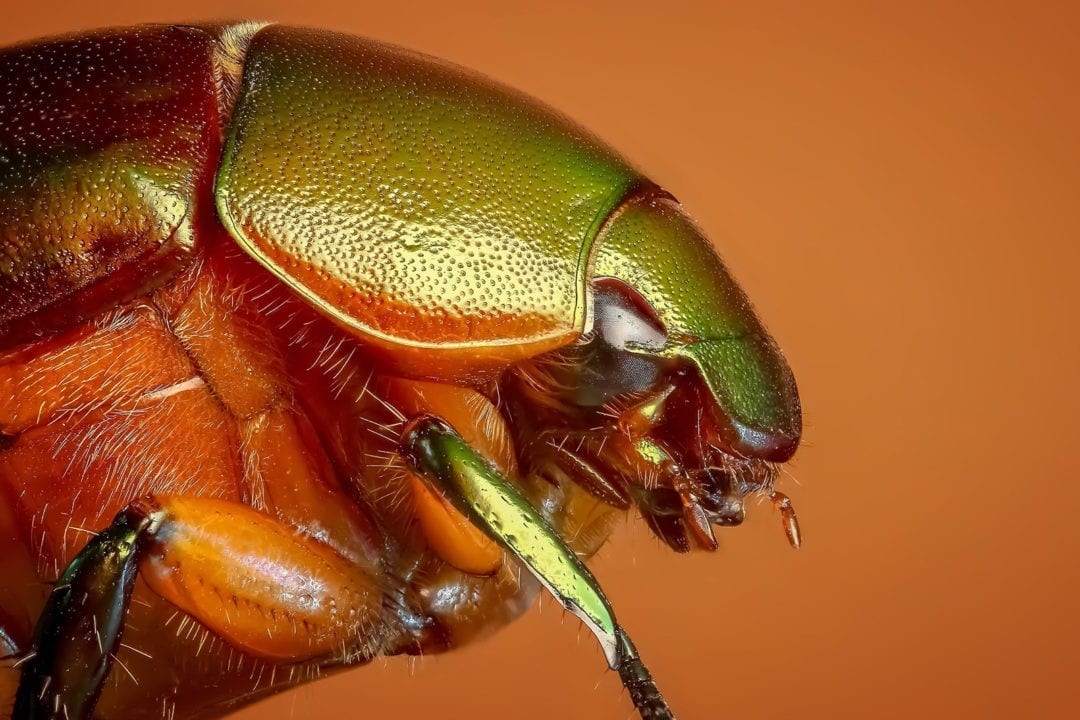 Digging Into Symbolic Beetle Meaning on WhatsYourSign