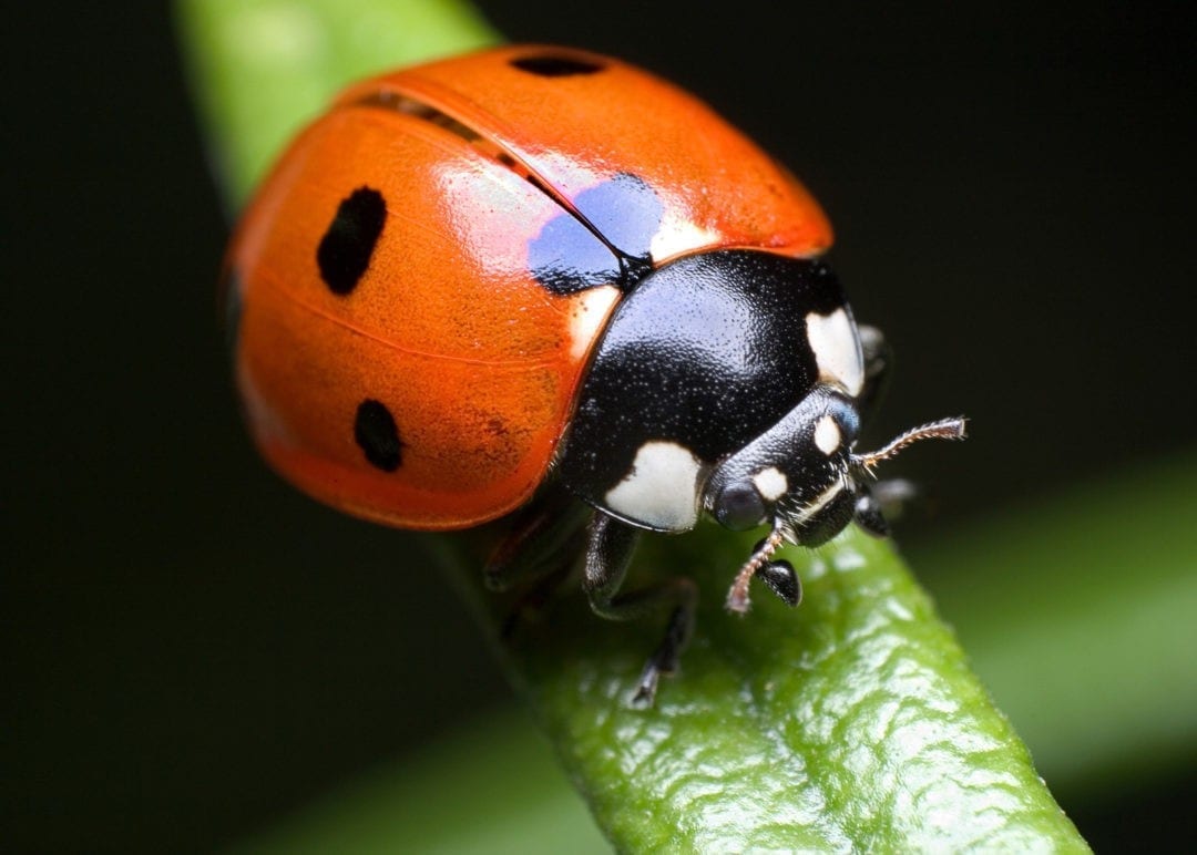 Digging Into Symbolic Beetle Meaning on WhatsYourSign