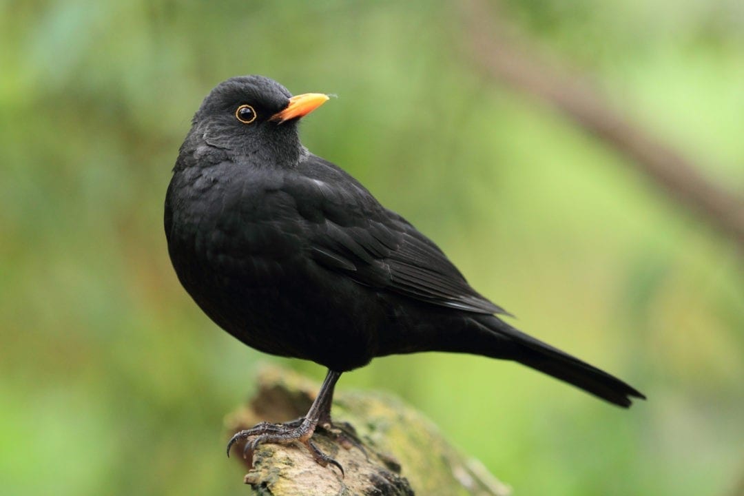 all birds all black