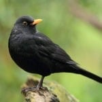 Symbolic Meaning of Black Birds