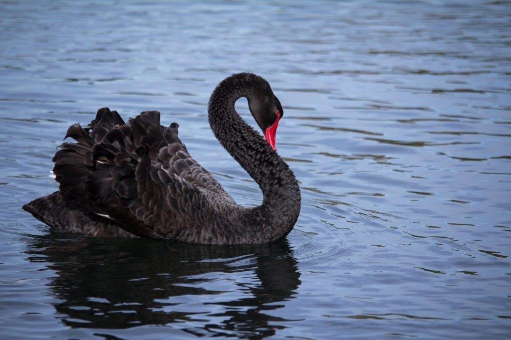 meaning of black birds